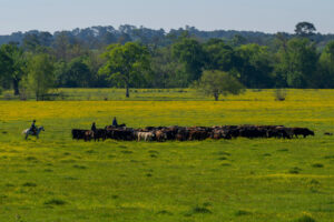 a wide view of a sprawling ranch with cowboys horseback driving a herd of cattle across a green pasture