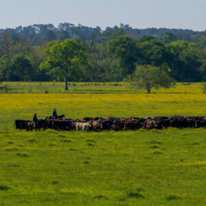 Registration open for Ranch-Raised Beef Conference on May 30-31 in College Station