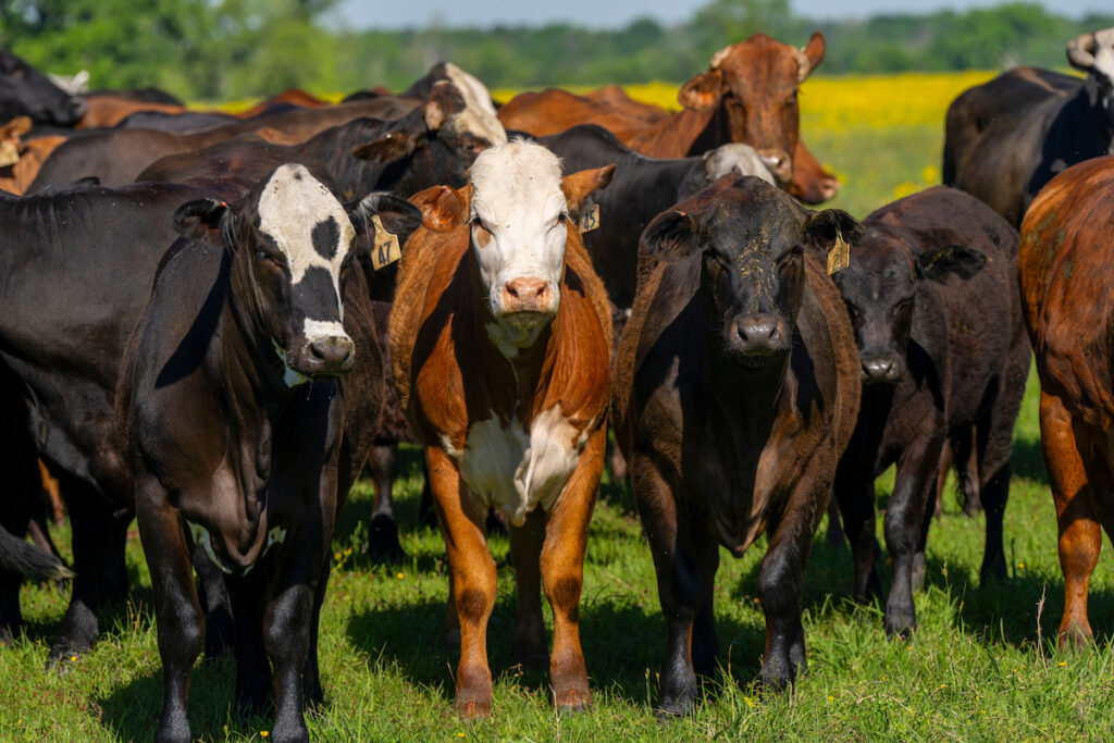 Cattle standing in a ranch.The May 8 South Texas Beef and Forage Field Day in Beeville will include a discussion on the economic outlook of the beef cattle and hay markets.