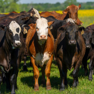 South Texas Beef and Forage Field Day set for May 8 in Beeville