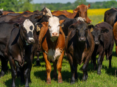 Cattle standing in a ranch.