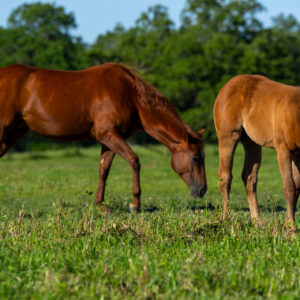 Unveiling the economic influence of Texas’ horse industry