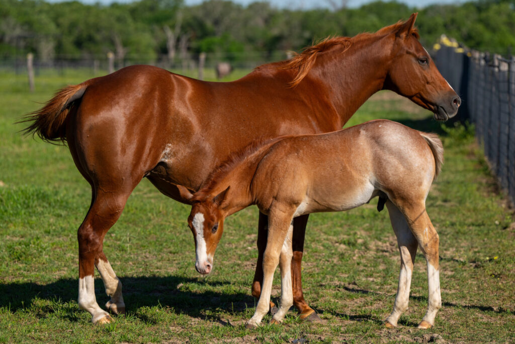 Two horses - a mare and a foal stand in a pasture of green grass