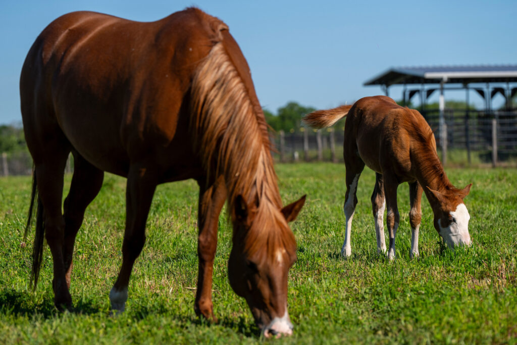 A mare and foal - the horse industry is a large economic contributor to Texas