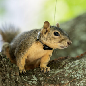 Scholarly squirrels: Exploring the dynamics of Texas A&M’s campus wildlife