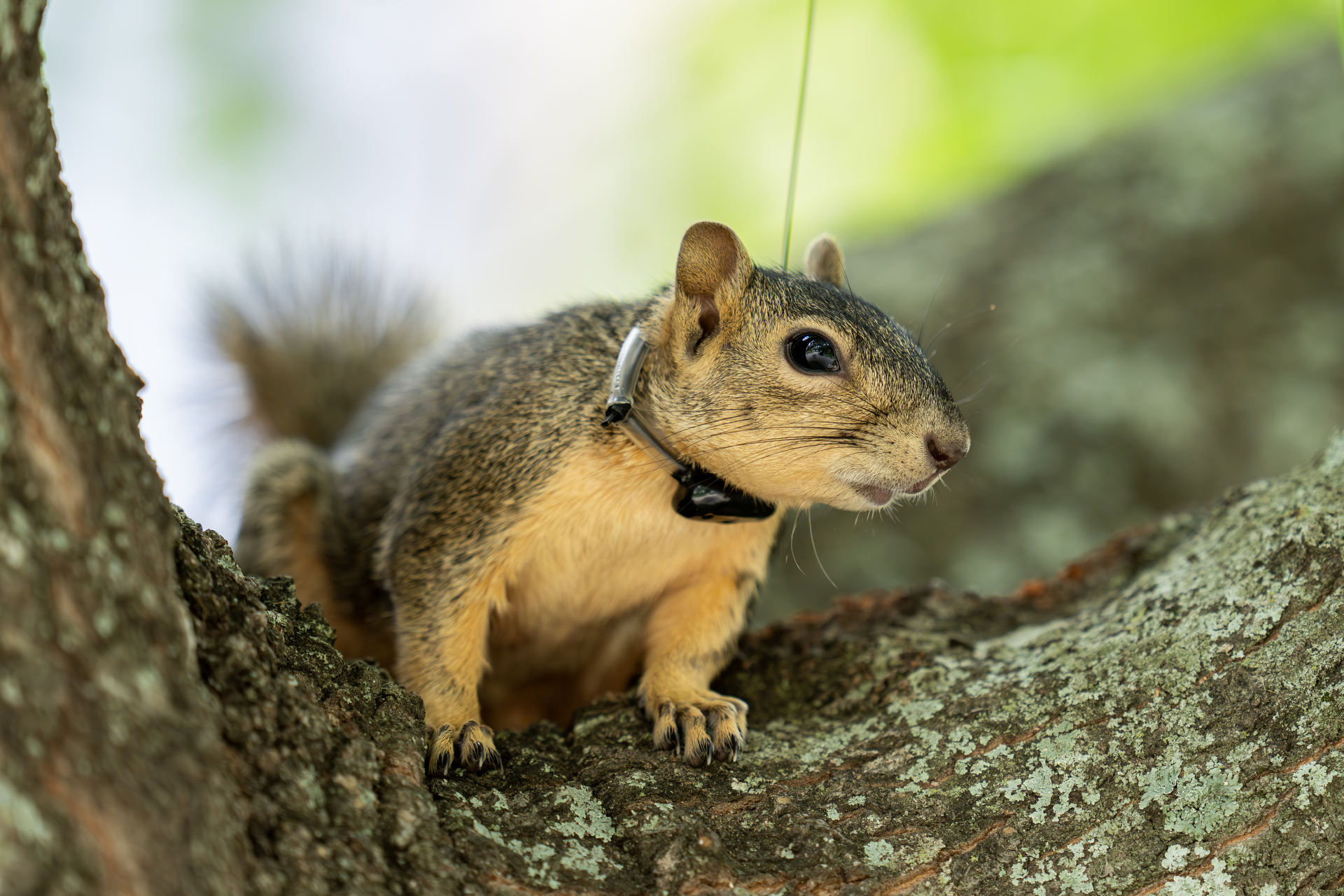 Scholarly squirrels: Exploring the dynamics of campus wildlife