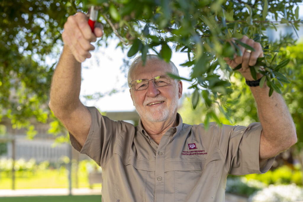 David Reed, Ph.D., prunes a tree while wearing a tan, short sleeve button down shirt. 
