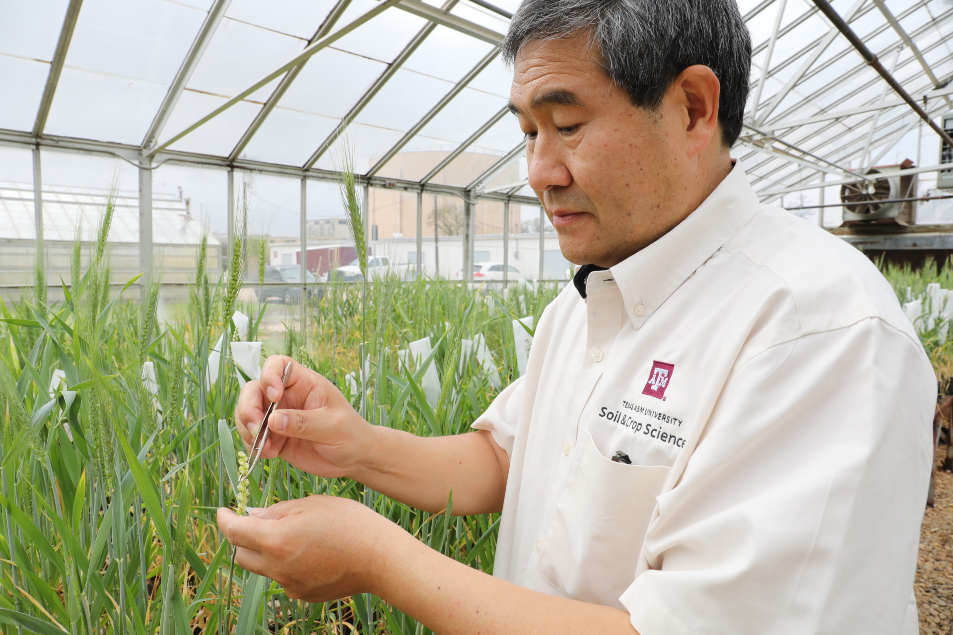 Liu brings genetics expertise to AgriLife Research wheat breeding program