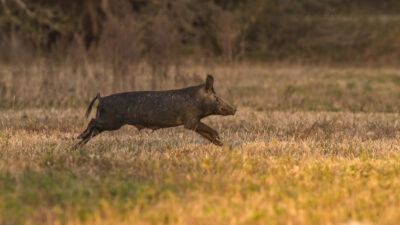 A feral hog runs through an open field.