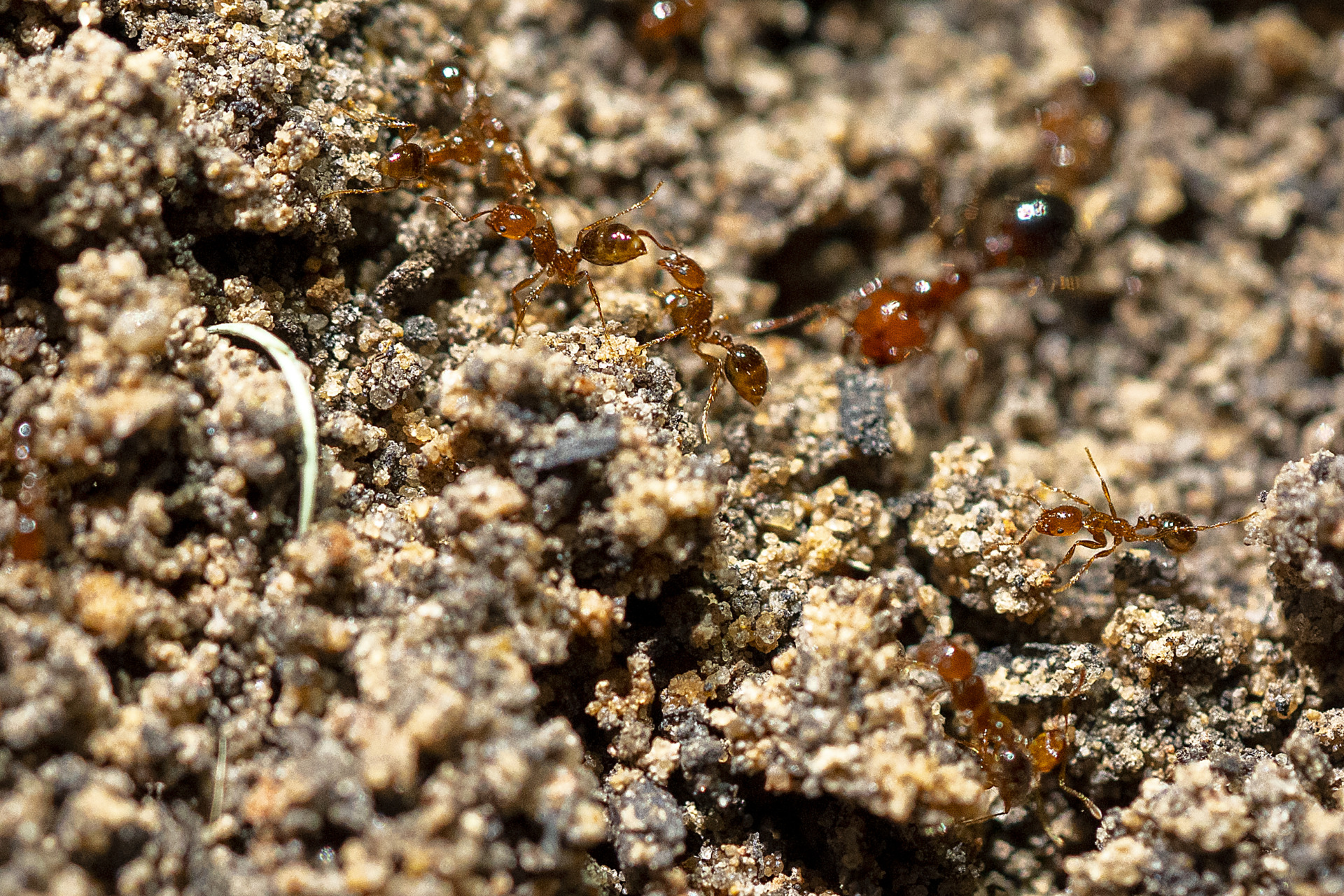 Spring is the time for Texans to ‘two-step’ toward fire ant control                      
