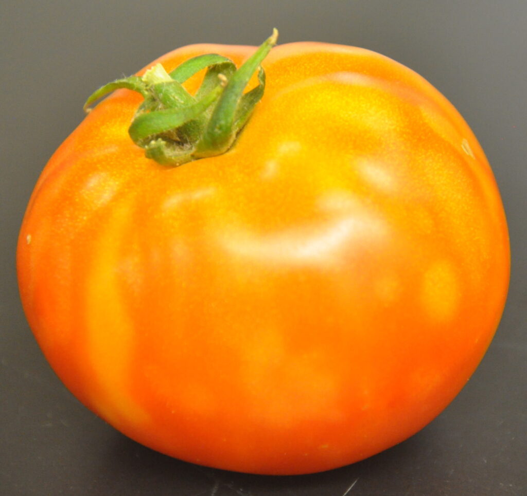 a reddening tomato that has orange spots all around on it - representative of tomato spotted wilt virus.