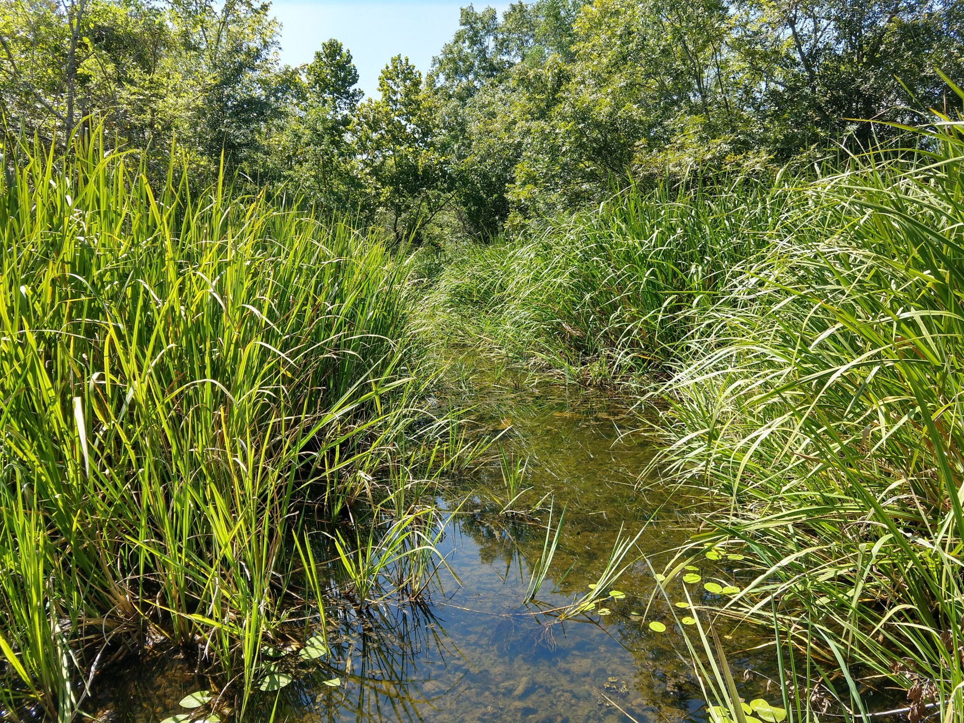 Riparian and stream ecosystem workshop set for Nov. 15 in Brady