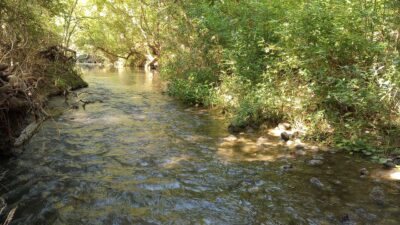 Geronimo Creek with trees lining the banks.