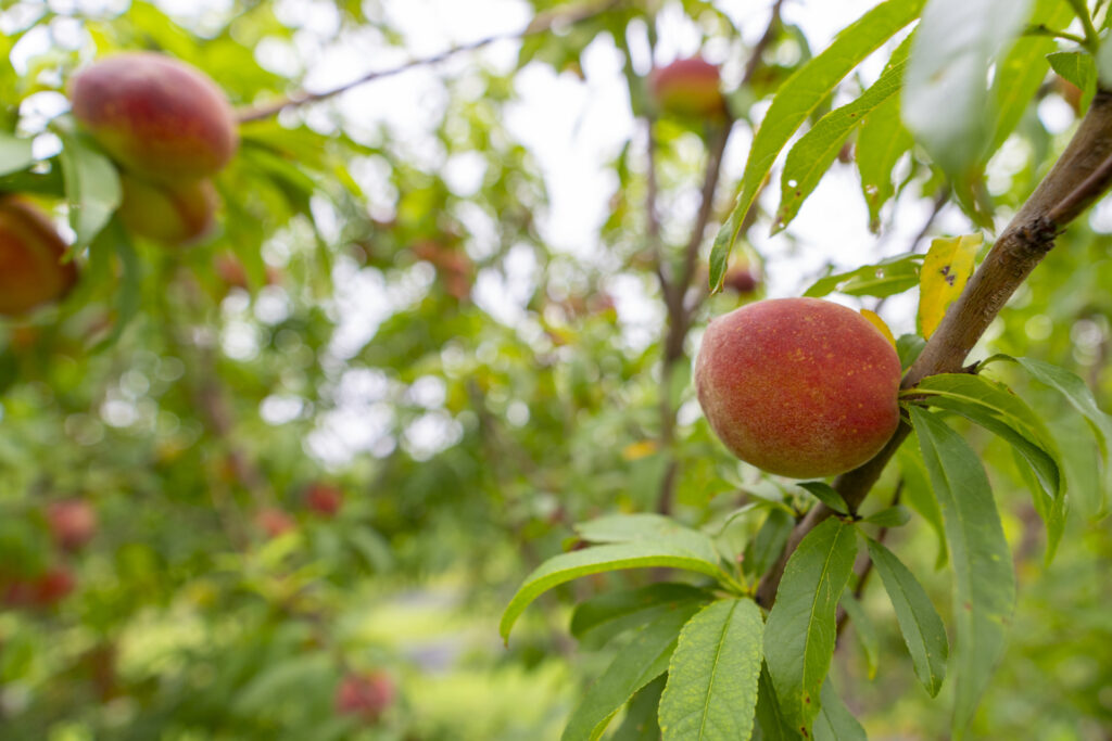 Peaches hanging on a tree. Fruit growers in most areas of the state are optimistic chill hours and other conditions are favorable for this year’s fruit crop.