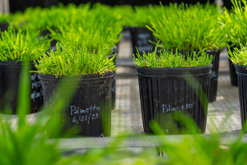 Turfgrass varieties in 1-gallon containers. 