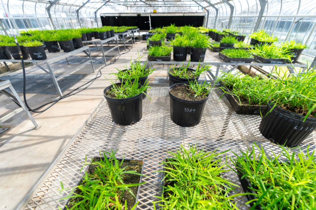 Dozens of turfgrass varieties in a range of container sizes and shapes inside a greenhouse. 