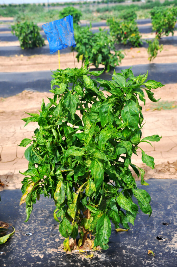 a green pepper plant that is showing yellowing leaves after being infected by tomato spotted wilt virus and thrips