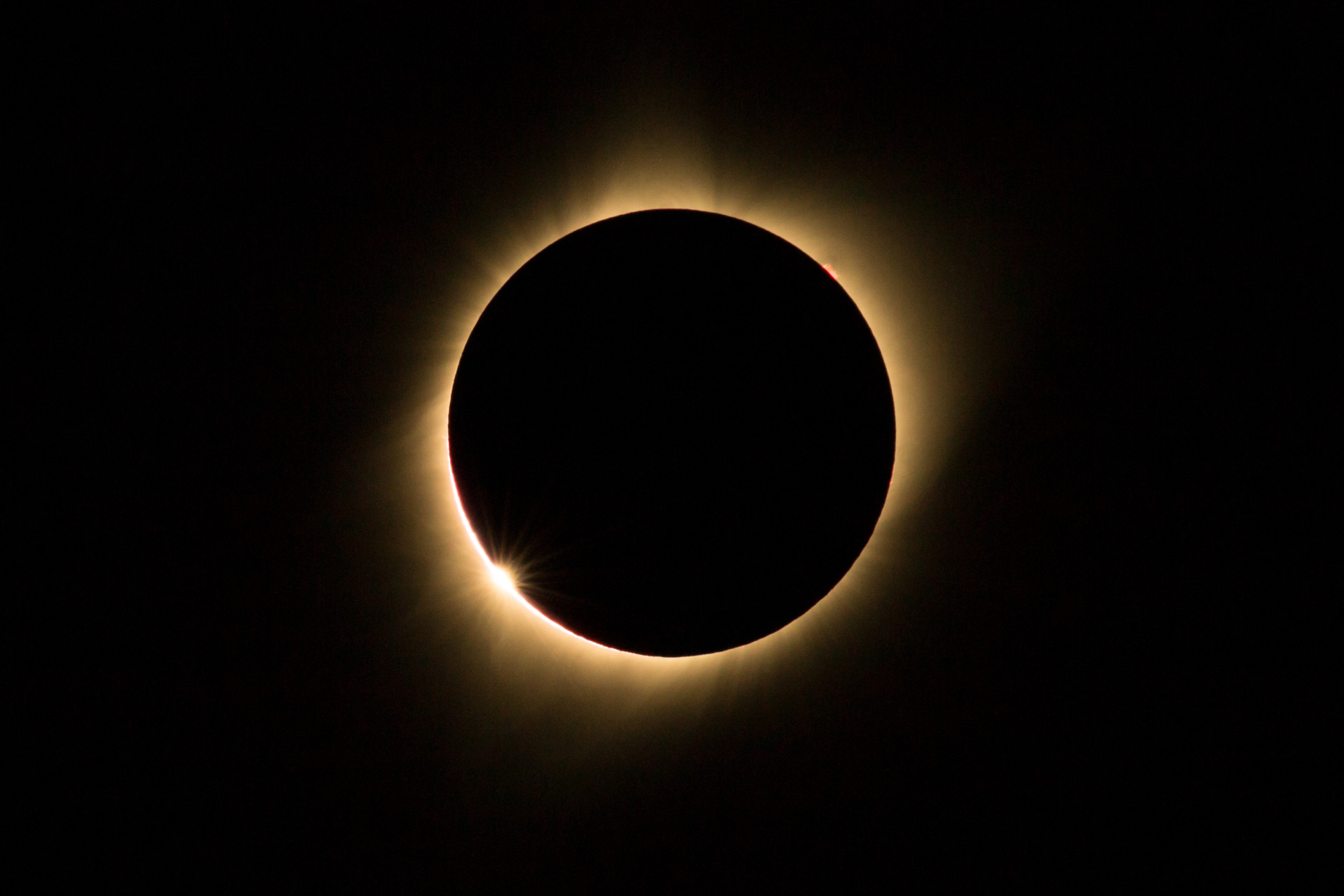 How do animals react to a solar eclipse?