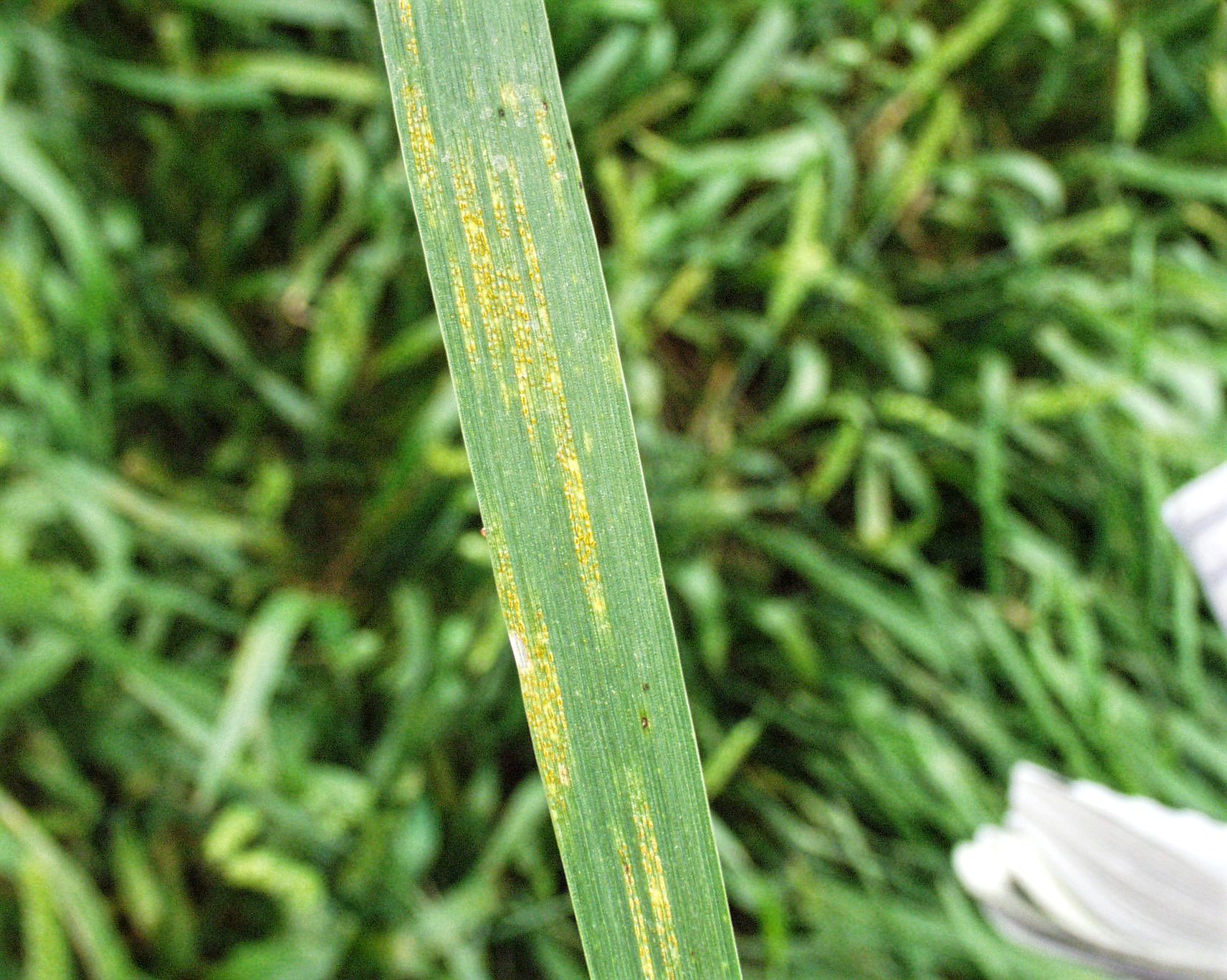 Wheat leaf rust and stripe rust an emerging problem statewide