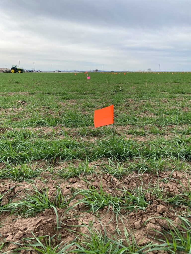 An orange flag in the ground marking a crop row in a green pasture.