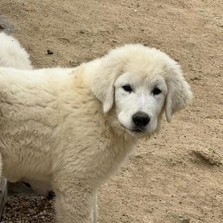 Feb. 15 livestock guardian dog webinar to focus on Maremma breed