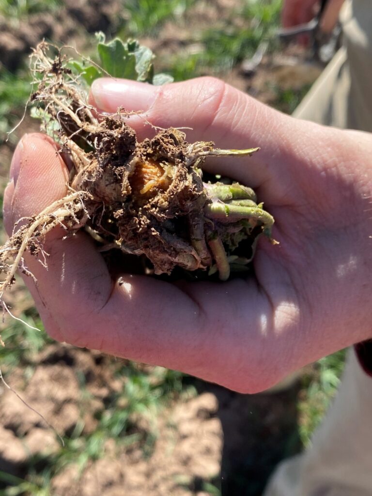 A man's hands hold the roots of a plant that has been pulled up from a field. A yellow worm is evident in the roots.