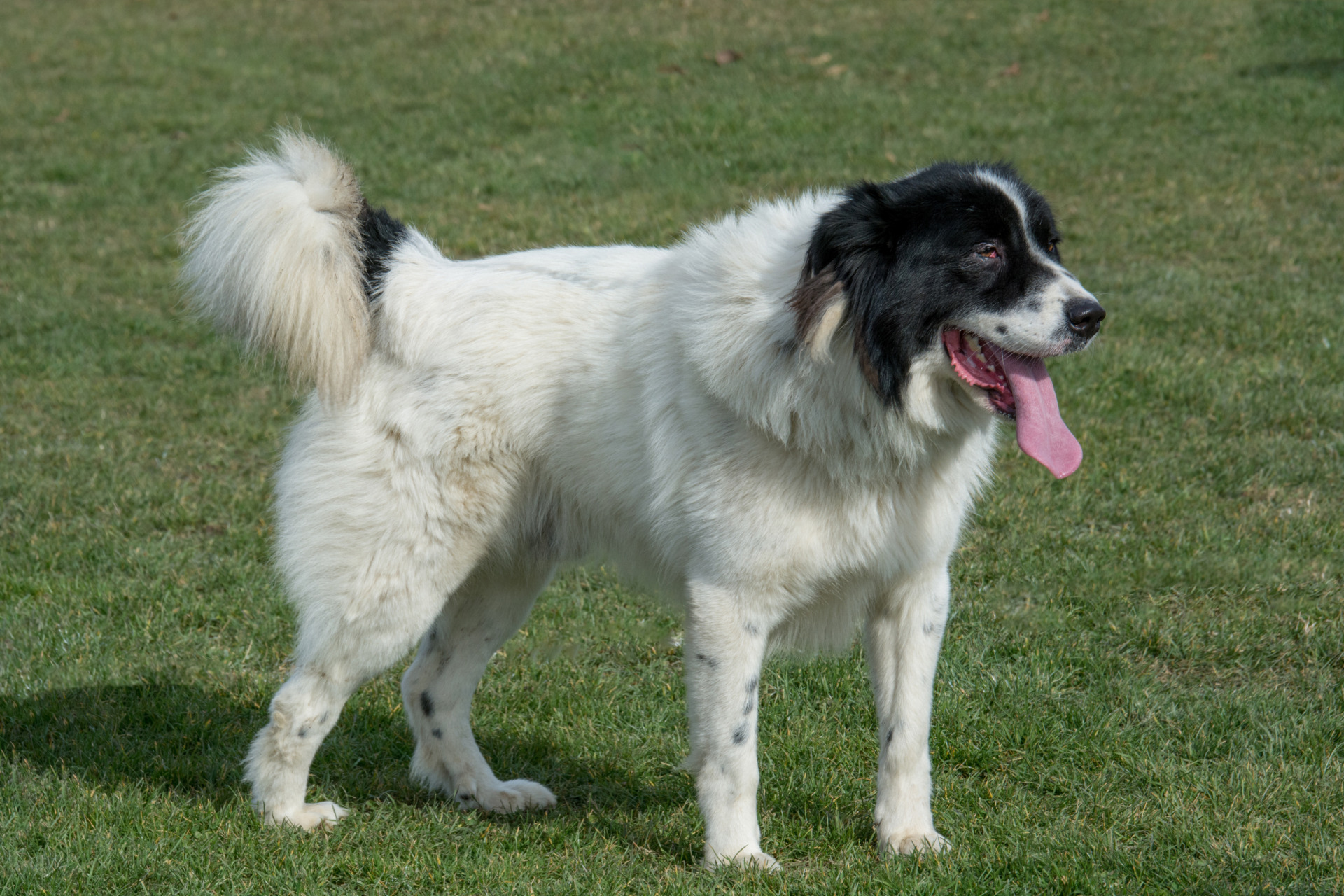 Livestock guardian dog webinar Nov. 16 to focus on Karakachan breed