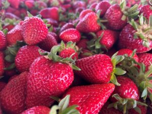 a group of red, ripe strawberries. Texas strawberry growers have enjoyed an early start to their season and the crop looks fantastic so far