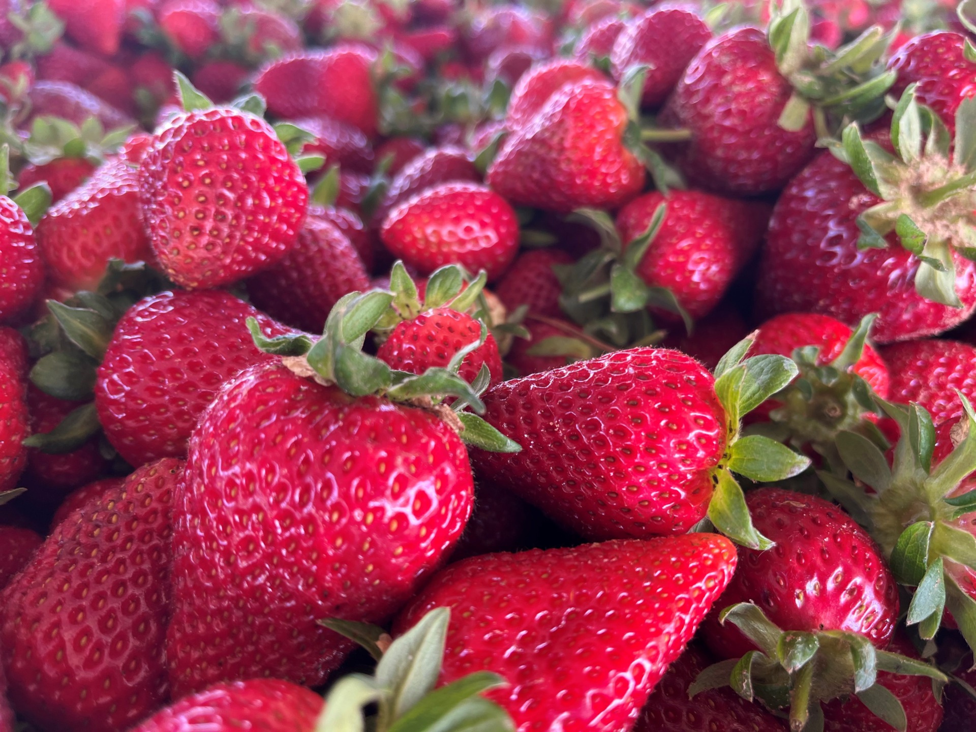 Strawberry season in Texas off to an excellent start