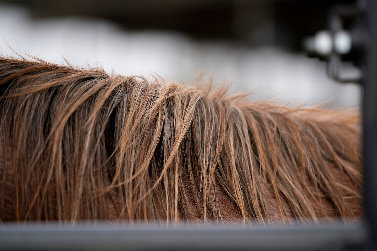 Close-up of a horse's mane and back