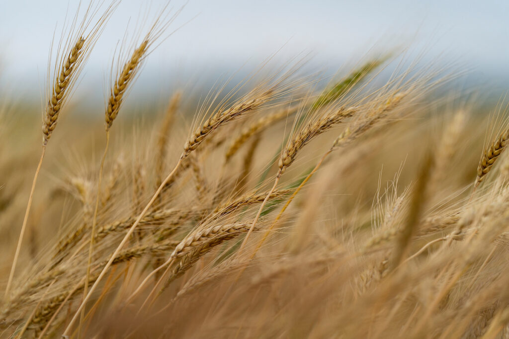 Golden heads of wheat in a field. 
