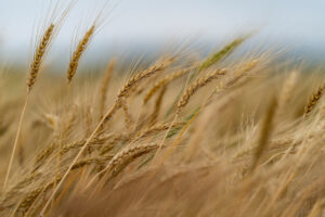Wheat in a field.
