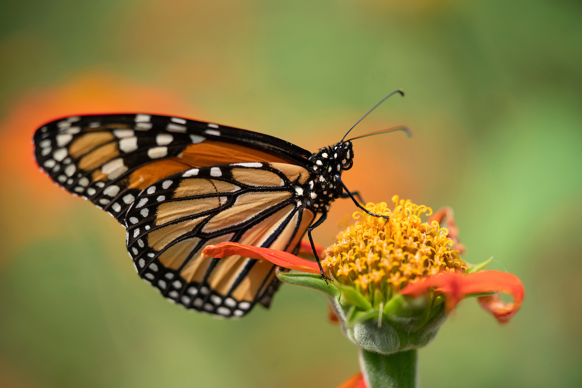A monarch butterfly lands on an orange flower.