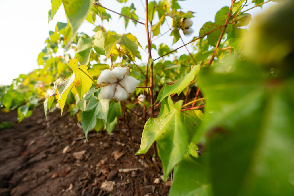 A row of cotton in a field. The June 13 West Side Turn Row meeting in Crawford will feature crop and commodity market updates, results demonstrations and plot viewings. 