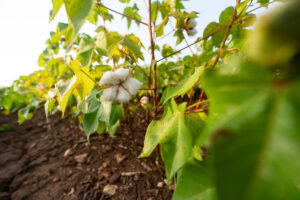 A row of cotton in a field.