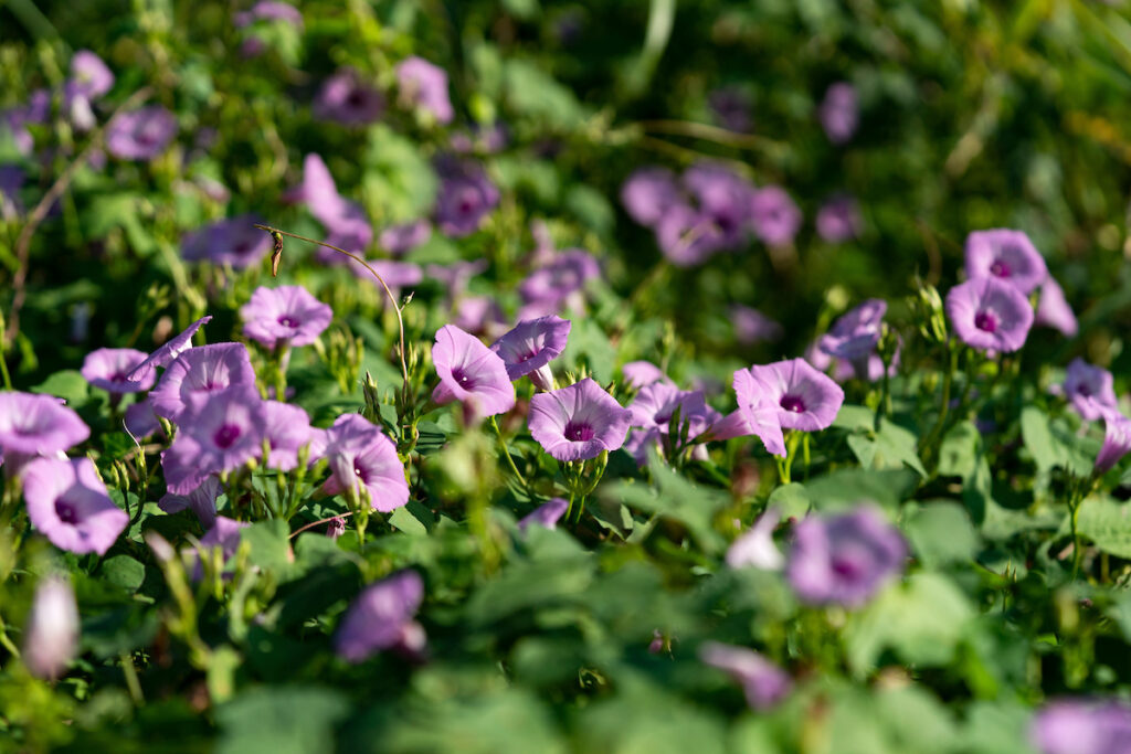 Purple petunias in a field. 