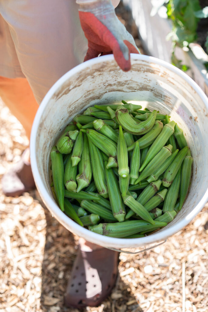 A white plastic bucket filled with freshly picked okra