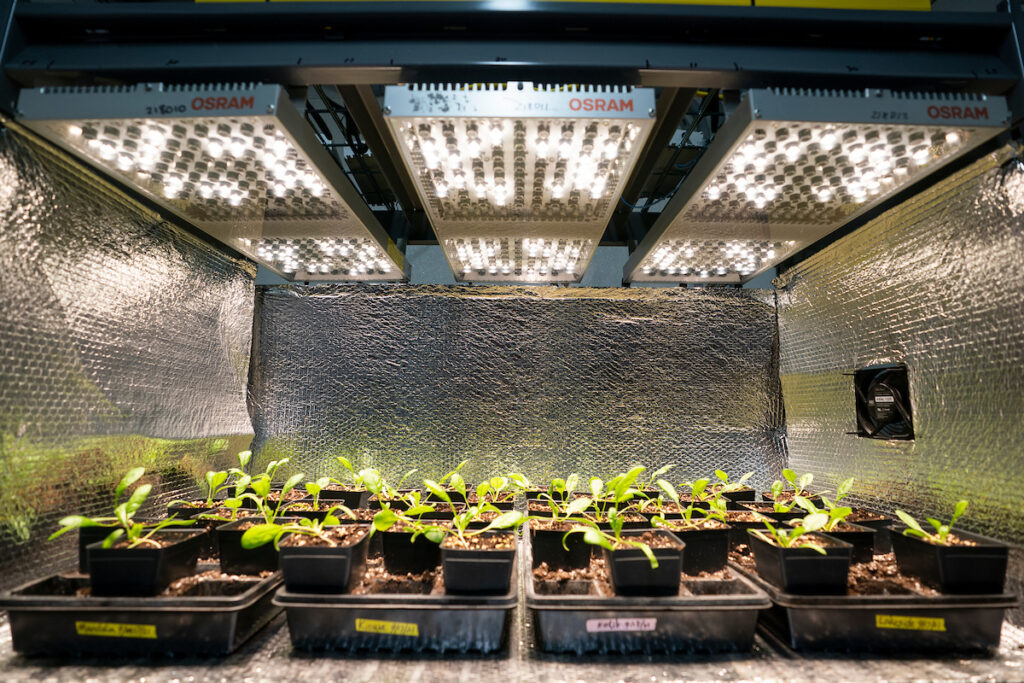 Starter plants under lights in a controlled environment research box. 
