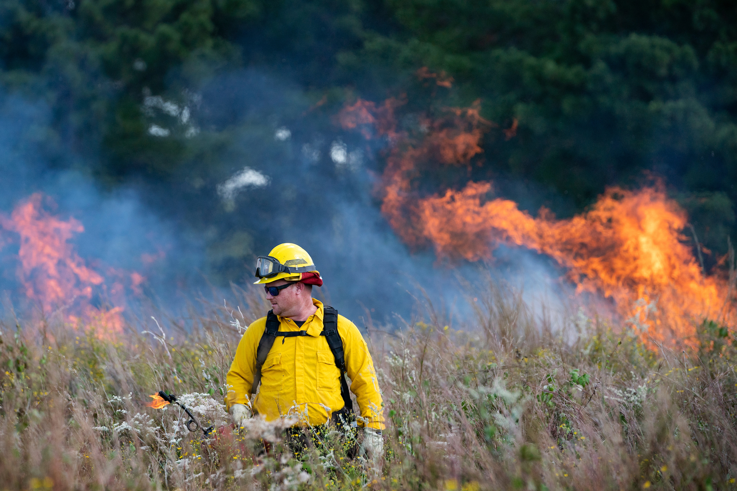 A man with a torch in waste deep grass setting fires strategically along a burn line as flames rise in the background. 
