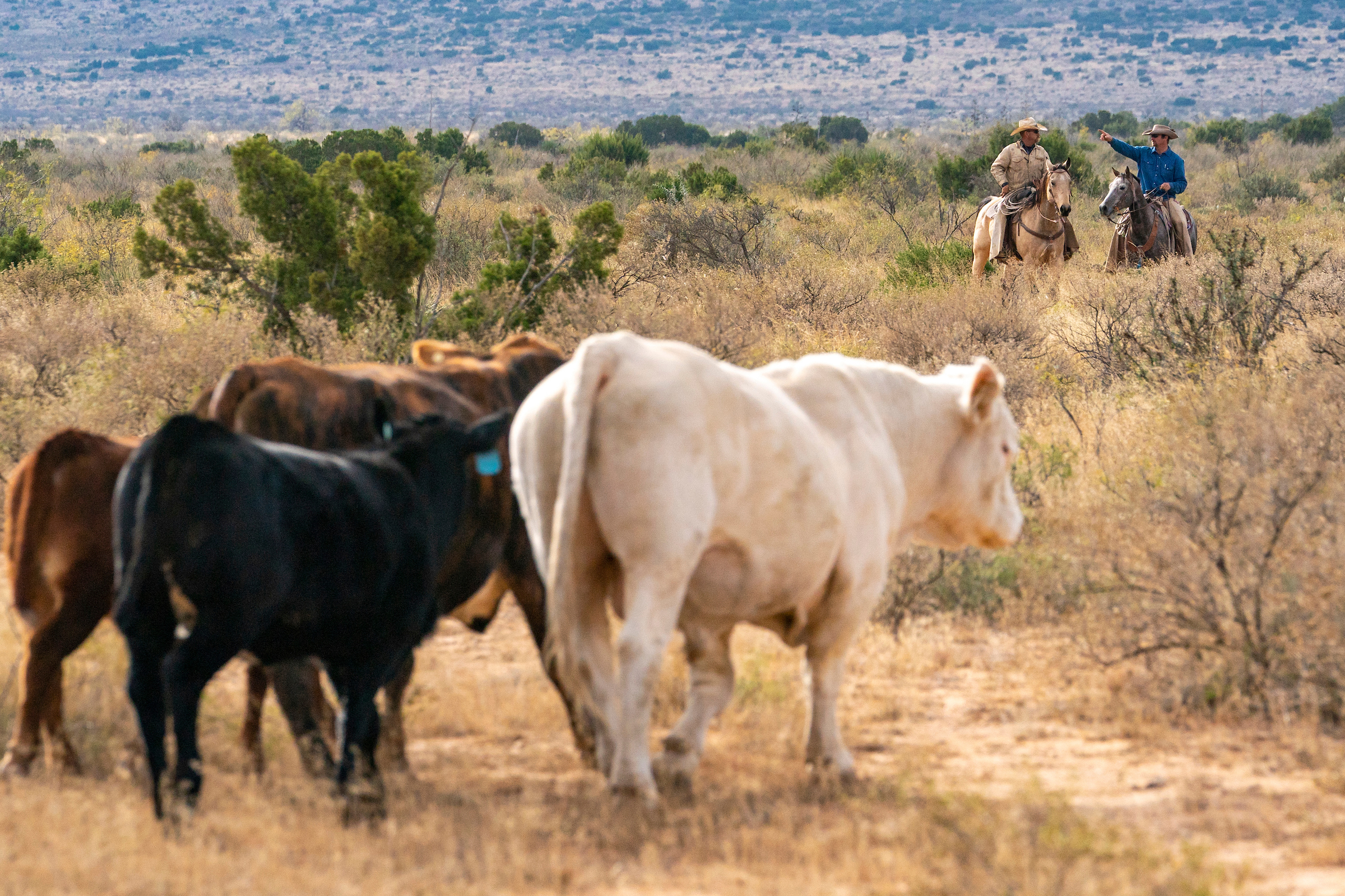 Cattle on rangeland with cowboys on horseback in the background. 
