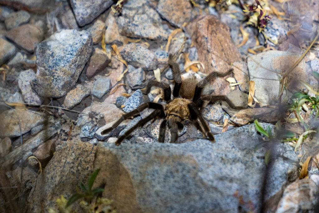 Tarantula spider crawling along rocks.. 
