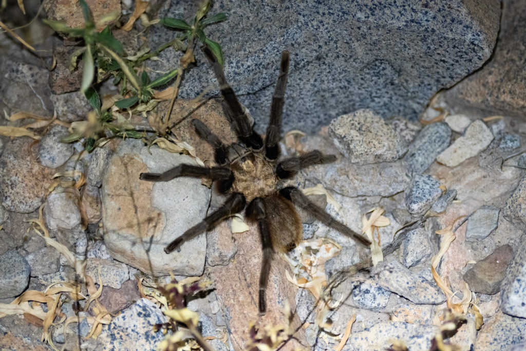 Tarantula spider on rocks with leaves and grass. 