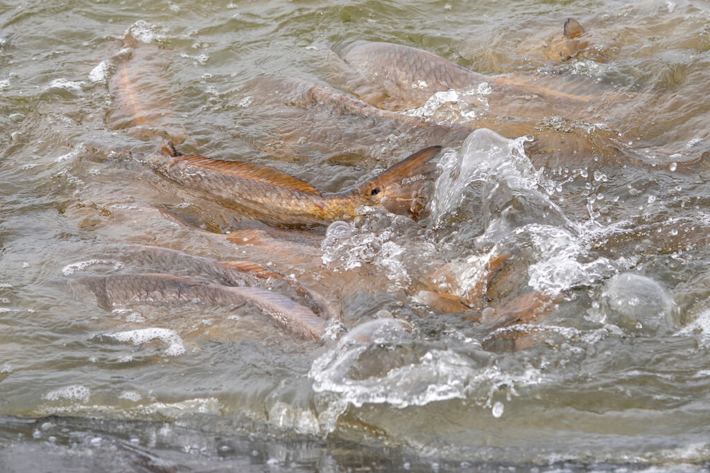 The tails of swimming redfish break the water's surface at a fish production facility. 