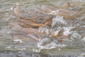 The tails of redfish break the surface of water at a fish production facility.