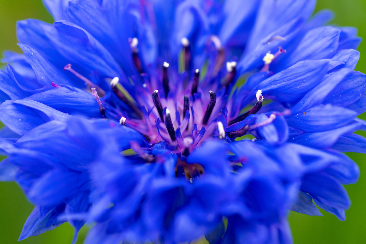 Close up of the center of a blue bachelor's button flower
