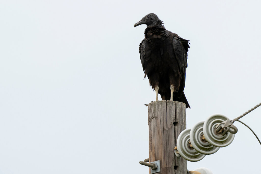 A black vulture sits atop a power line pole. 