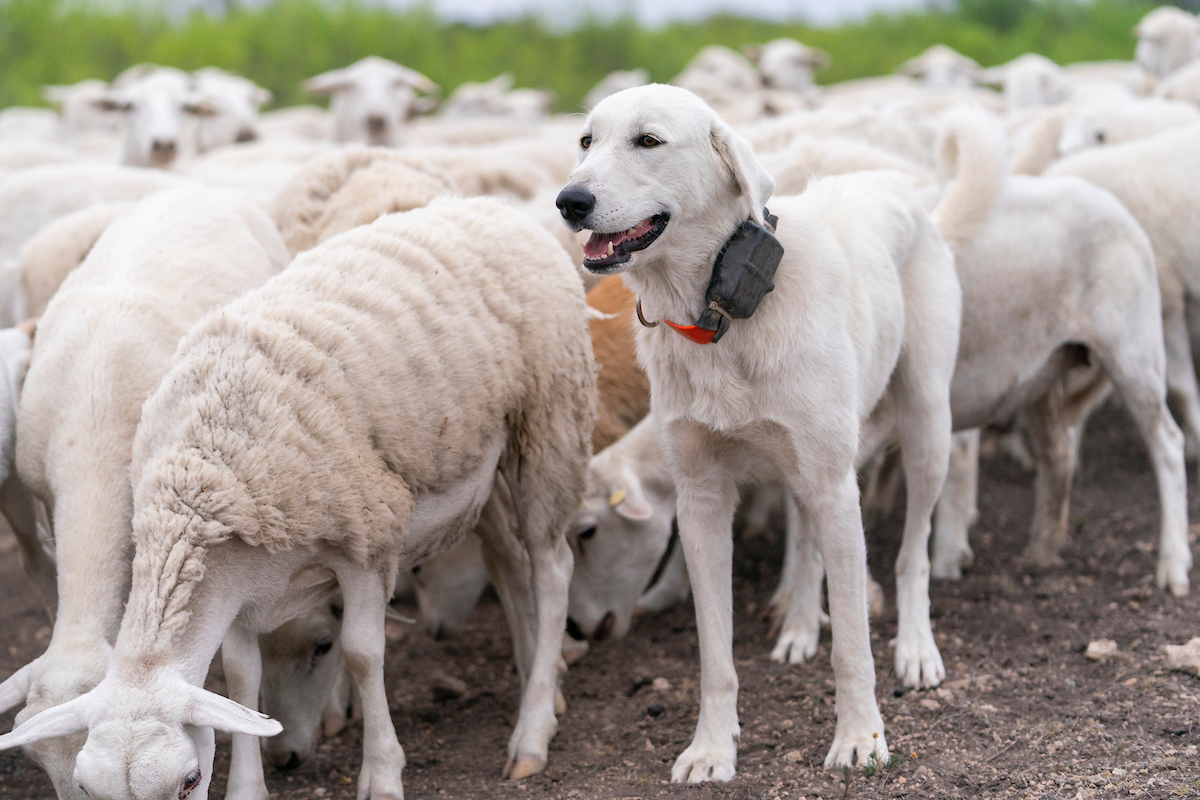 A livestock guardian dog watches over a herd of sheep.