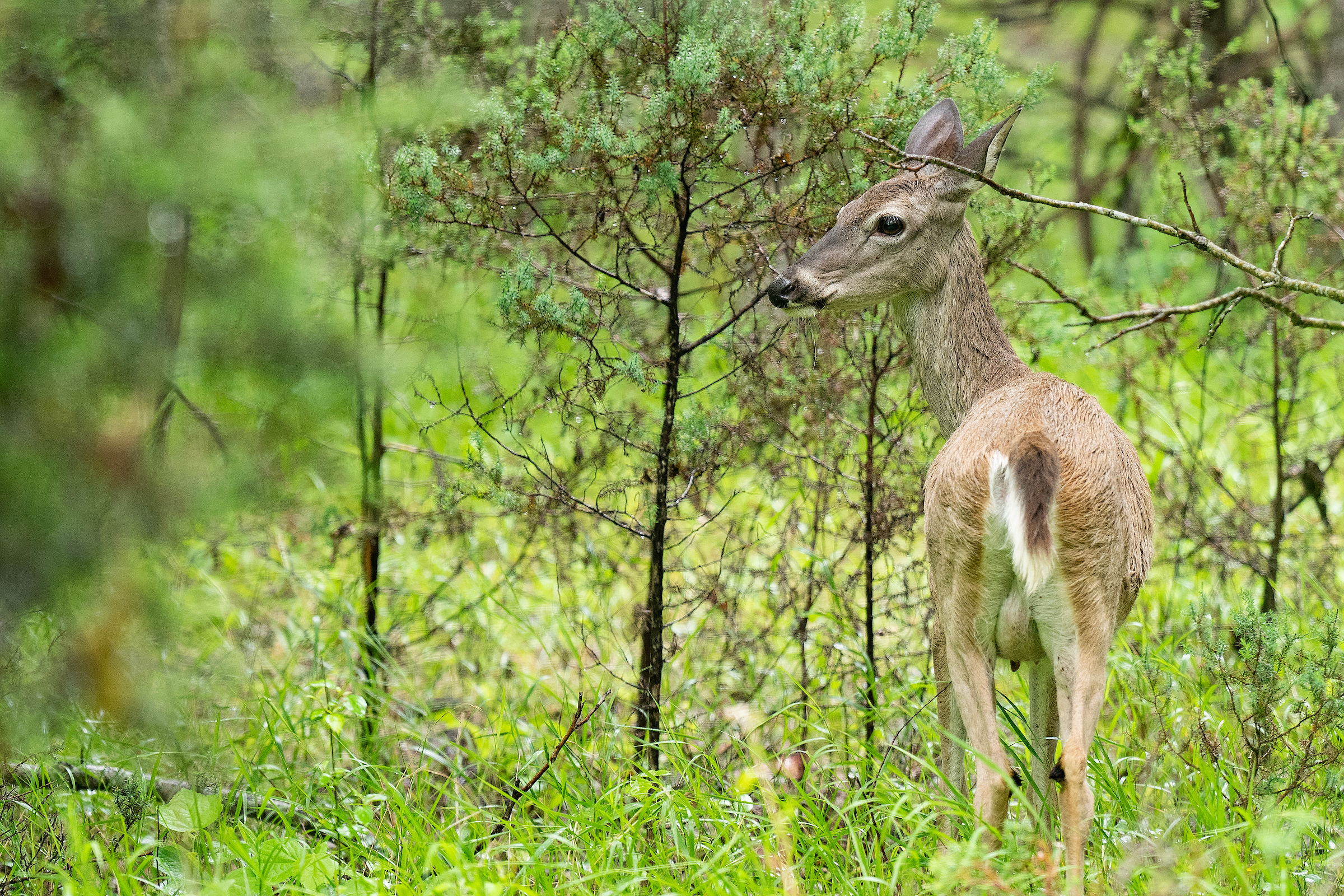 Texas A&M veterinary lab wraps up chronic wasting disease surge testing
