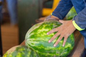 A mn's hands around a watermelon at a farmers market