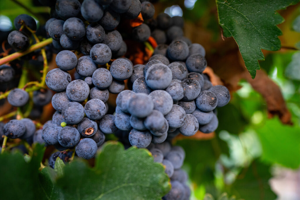 A clump of purple grapes. Growers can learn more about vineyards. 